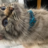 percy