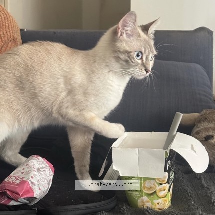 Foto de un gato reunido en Bondoufle