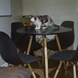 cookie y tostada