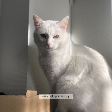 Foto de un gato reunido en Nevers