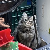 AVOCATO