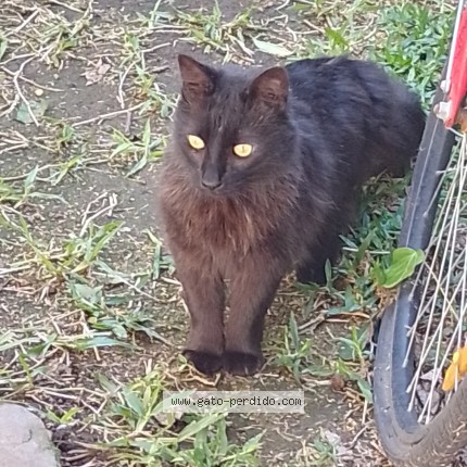 Foto 1/1 Gato encontado Encontrado en Caba