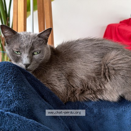 Foto de un gato reunido en St Jean De Luz Ciboure
