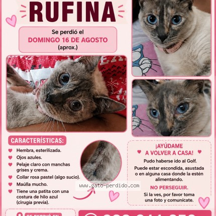 Foto del gato perdido en Ate