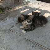 tom
