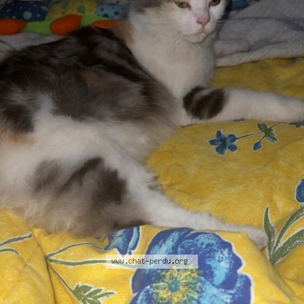 Foto de un gato reunido en Soissons