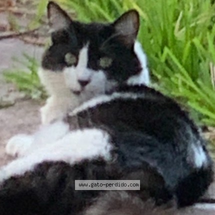 Foto del gato perdido en Antiguo Cuscatlan Lomas De San Francisco