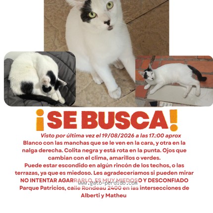 Foto 1/1 Capullo Gato perdido en Caba