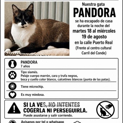 Foto del gato perdido en Madrid