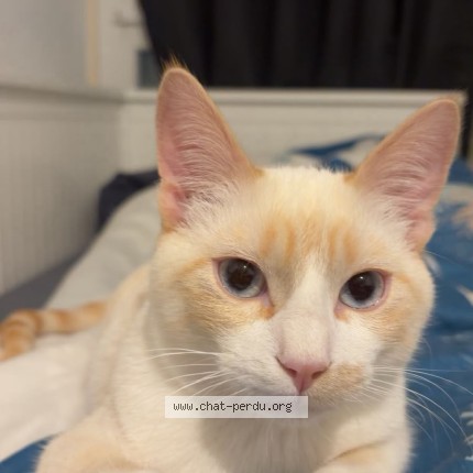 Foto de un gato reunido en Meyrin