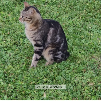 Foto de un gato reunido en Besse Sur Issole