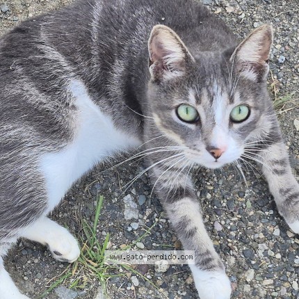 Foto 1/1 wanda Gato perdido en Colon