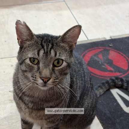 Foto del gato perdido en Armilla