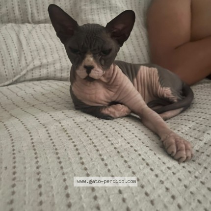 Foto 1/1 Mau Gato perdido en Colmenar