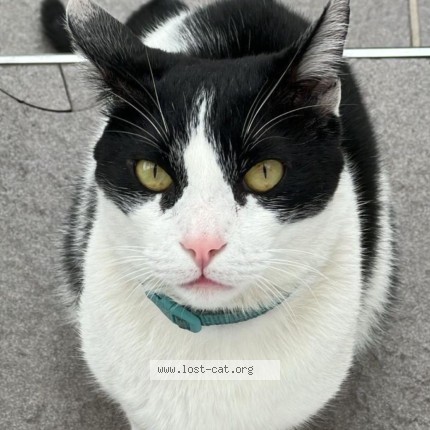 Foto 1/2 Coco Miguel Gato perdido en Buenos Aires