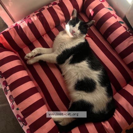 Foto 2/2 Coco Miguel Gato perdido en Buenos Aires