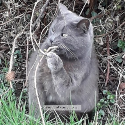 Foto de un gato reunido en Saint Floris