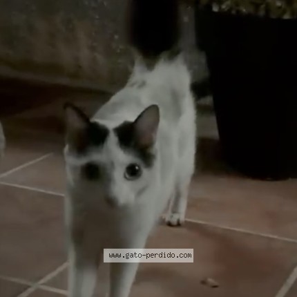 Foto 1/1 Gato encontado Encontrado en Torrejon De La Calzada