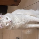 Peyu