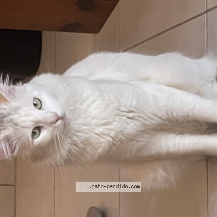 Foto 1/1 Gato encontrado Perdido en Mixco