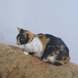 michi