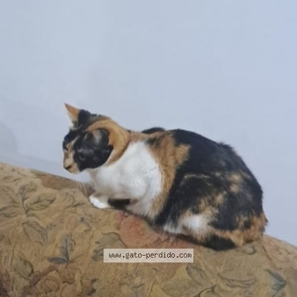 Foto 1/1 michi Gato perdido en Cauquenes