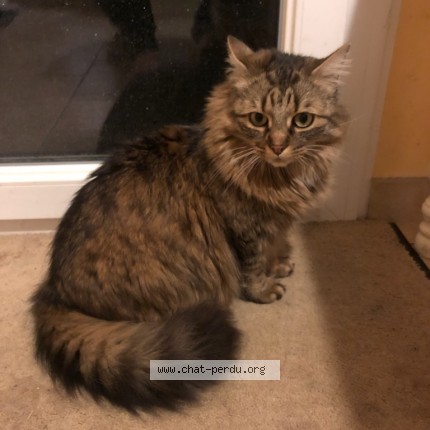 Foto de un gato reunido en Lavau