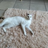 Blanca