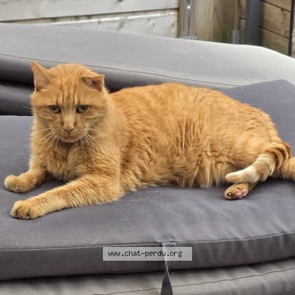 Foto de un gato reunido en Wasquehal