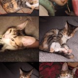 bolita