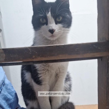 Foto 1/1 Gato encontado Encontrado en Caba Almagro