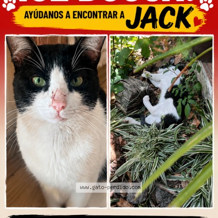 Foto 1/1 Jack Gato perdido en Tlalpan