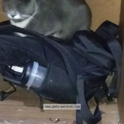Foto 1/1 Venus Gato perdido en Tinajas O Conquistadores