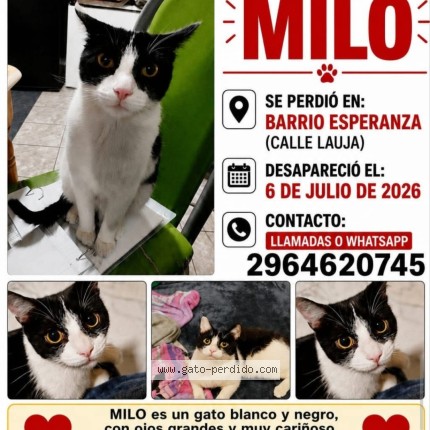 Foto 1/1 milo Gato perdido en Rio Grande