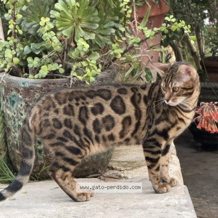 Foto 1/1 francis Gato perdido en Madrid