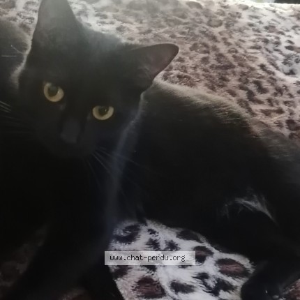 Foto de un gato reunido en Courbevoie