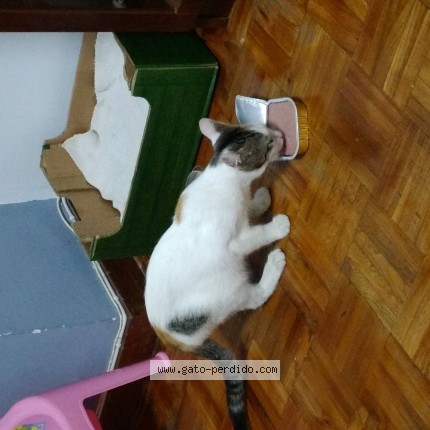 Foto 1/1 yummi Gato perdido en Vigo