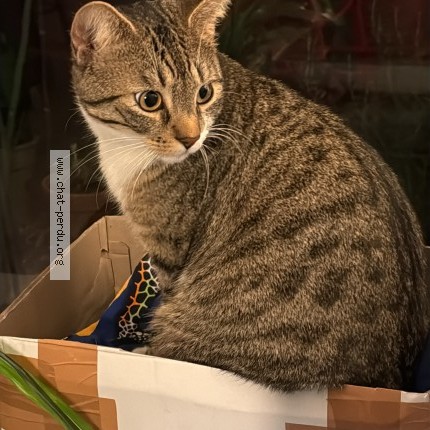 Foto de un gato reunido en Montreuil