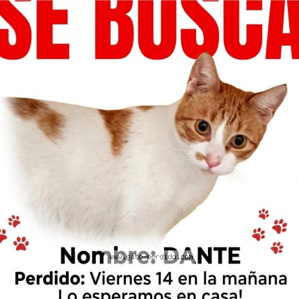 Foto 1/1 DANTE Gato perdido en Santiago