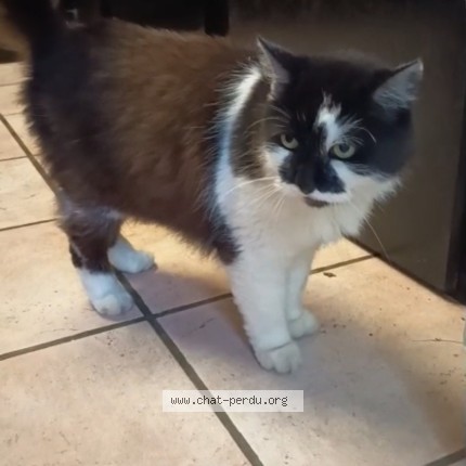Foto de un gato reunido en Cauvigny