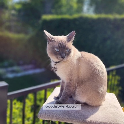 Foto de un gato reunido en Chateauguay