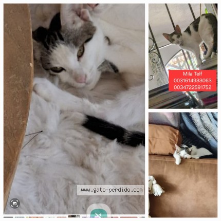 Foto del gato perdido en Teulada