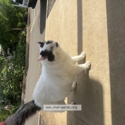 Foto de un gato reunido en Heric