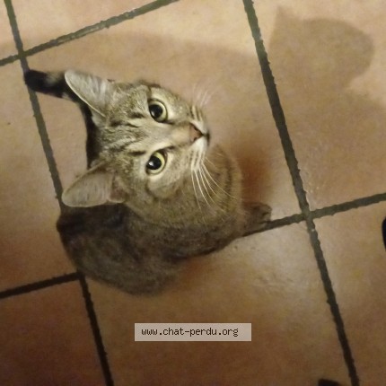 Foto de un gato reunido en Pontgibaud