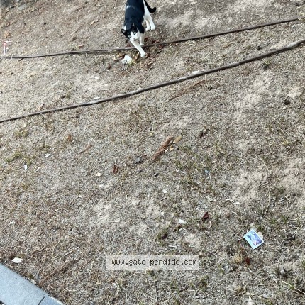 Foto 1/1 Gato encontado Encontrado en Valencia