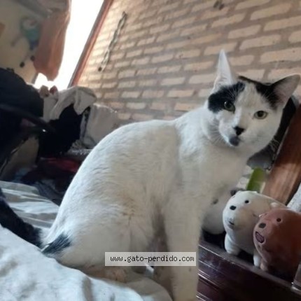 Foto 1/1 capullo Gato perdido en Parque Patricios