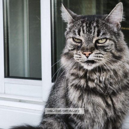 Foto de un gato reunido en Caussade