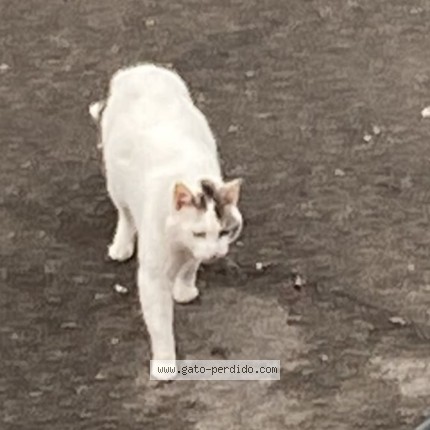 Foto 2/3 Baki Gato perdido en Santiago