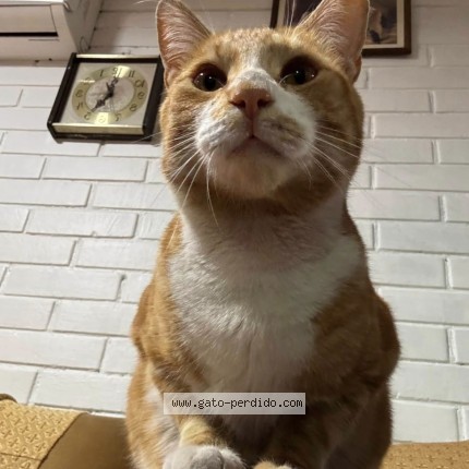 Foto 1/1 cuchufli Gato perdido en Santiago