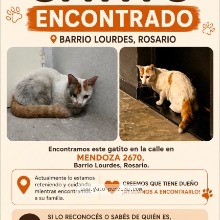 Foto 1/1 Gato encontado Encontrado en Rosario